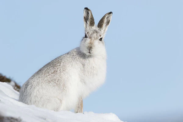 Mountain hare (Lepus timidus) in white winter coat, Scotland, UK, February