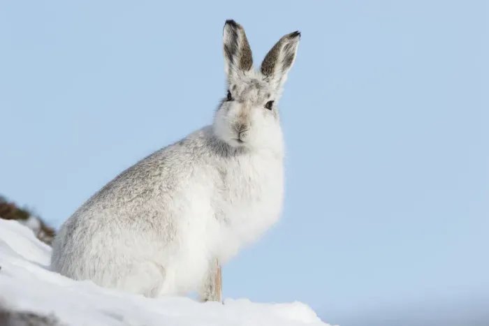Framed Print : Mountain hare (Lepus timidus) in white winter coat, Scotland, UK, February Framed Print : Mountain hare (Lepus timidus) in white winter coat, Scotland, UK, February
