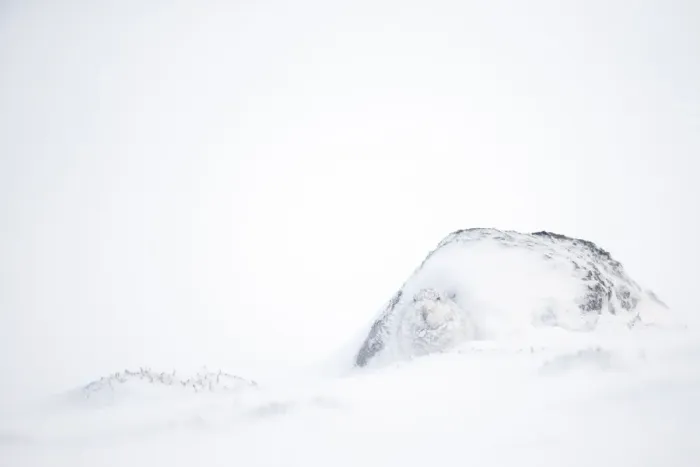 Framed Print : Mountain hare (Lepus timidus) in white winter coat camouflaged in snow, Scotland, UK Framed Print : Mountain hare (Lepus timidus) in white winter coat camouflaged in snow, Scotland, UK