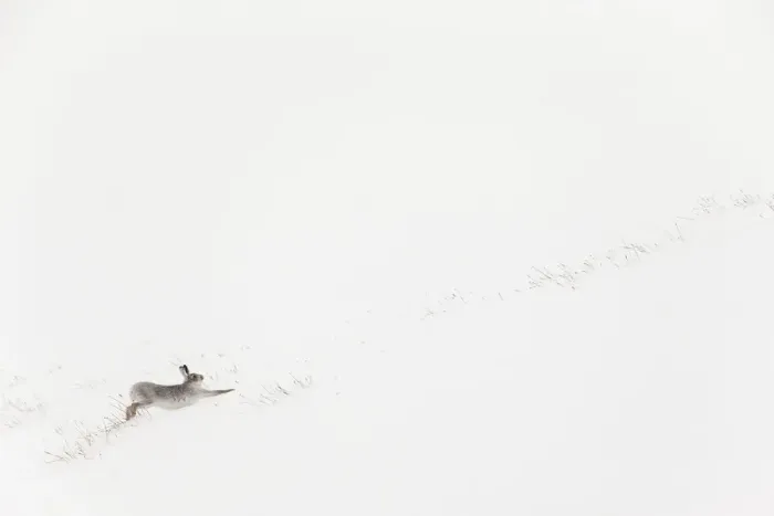 Framed Print : Mountain hare (Lepus timidus) in white winter coat stretching - in snowy habitat, Scotland Framed Print : Mountain hare (Lepus timidus) in white winter coat stretching - in snowy habitat, Scotland