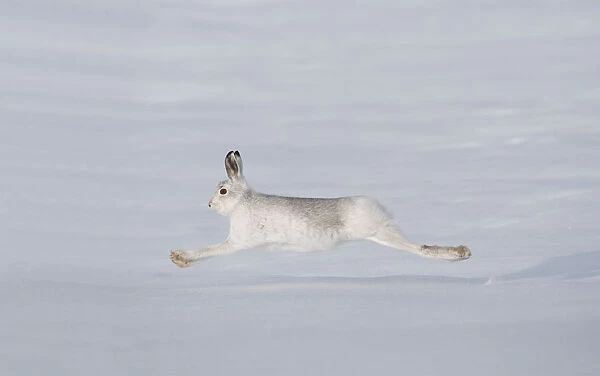 Mountain hare (Lepus timidus) in winter coat, running across snow, Cairngorms NP