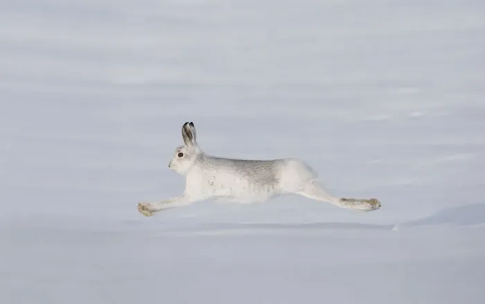 Framed Print : Mountain hare (Lepus timidus) in winter coat, running across snow, Cairngorms NP Framed Print : Mountain hare (Lepus timidus) in winter coat, running across snow, Cairngorms NP