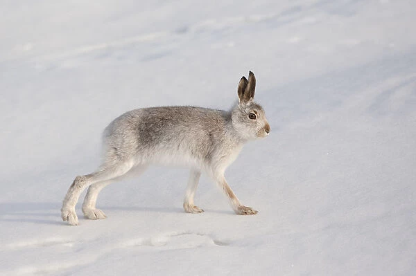 Mountain hare (Lepus timidus) in winter coat, stretching on snow, Scotland, UK, February