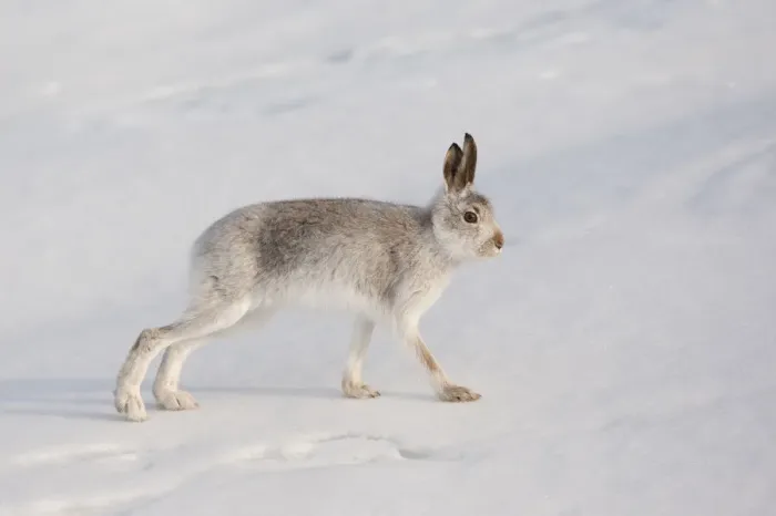 Framed Print : Mountain hare (Lepus timidus) in winter coat, stretching on snow, Scotland, UK, February Framed Print : Mountain hare (Lepus timidus) in winter coat, stretching on snow, Scotland, UK, February
