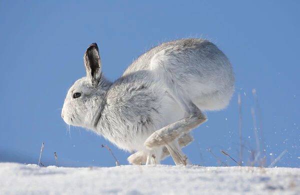 Mountain hare (Lepus timidus) in winter coat, running along a snow ridge, Scotland