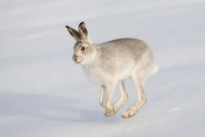 Framed Print : Mountain hare (Lepus timidus) in winter coat, running across snow, Scotland, UK, February Framed Print : Mountain hare (Lepus timidus) in winter coat, running across snow, Scotland, UK, February
