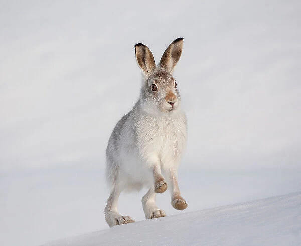 Mountain hare (Lepus timidus) in winter coat, running up a snow-covered slope, Scotland, UK, February. Did you know? Mountain hares feet act like snowshoes, spreading out the animal's weight over the snow