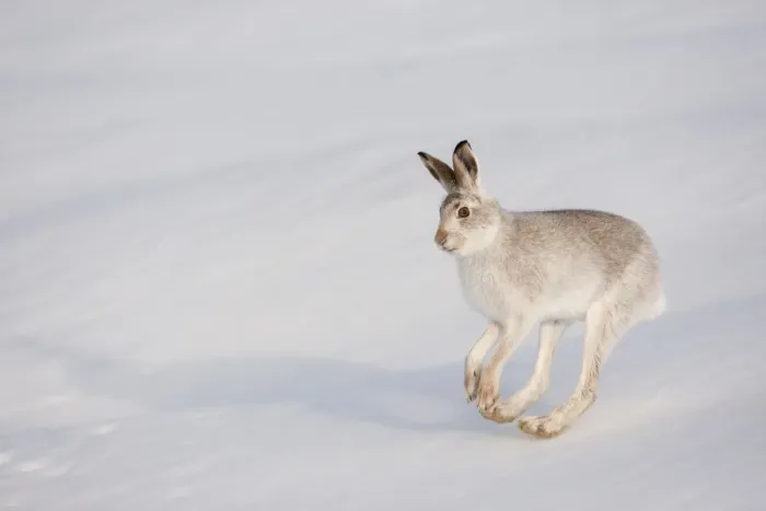 Framed Print : Mountain hare (Lepus timidus) in winter coat, running across snow, Scotland, UK, February Framed Print : Mountain hare (Lepus timidus) in winter coat, running across snow, Scotland, UK, February