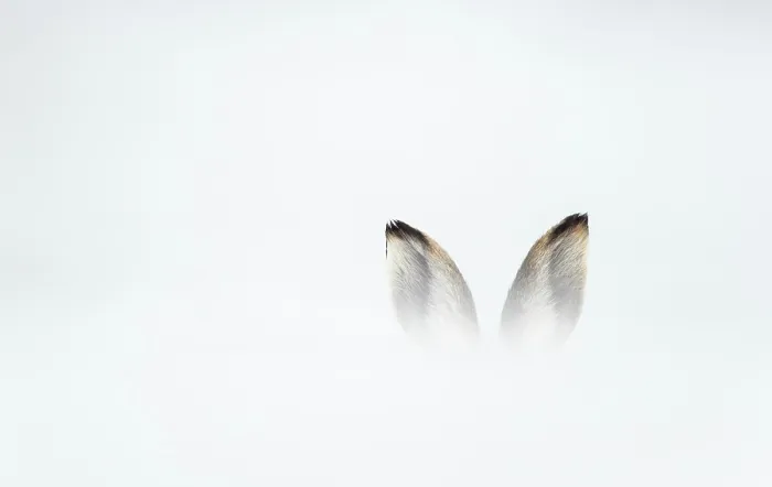 Framed Print : Mountain hare (Lepus timidus) in winter coat, with ears just visible behind a bank of snow, Cairngorms National Park, Scotland, UK. February Framed Print : Mountain hare (Lepus timidus) in winter coat, with ears just visible behind a bank of snow, Cairngorms National Park, Scotland, UK. February