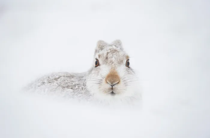 Framed Print : Mountain hare (Lepus timidus) in winter coat, resting in snow hole high in the mountains, Cairngorms National Park, Scotland, UK. February Framed Print : Mountain hare (Lepus timidus) in winter coat, resting in snow hole high in the mountains, Cairngorms National Park, Scotland, UK. February