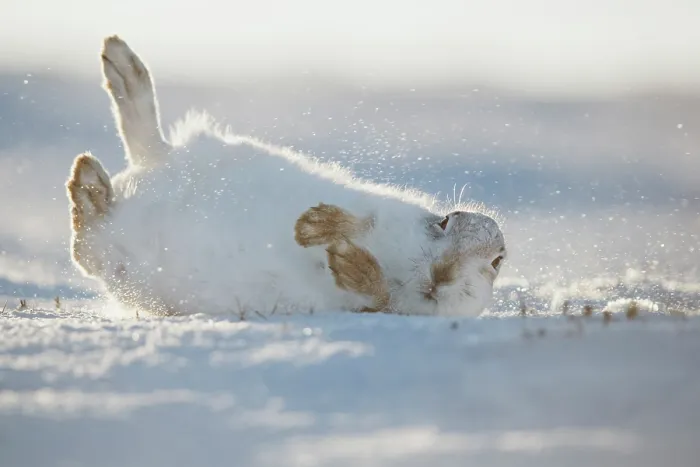 Framed Print : Mountain hare (Lepus timidus) in winter coat, rolling in snow to dry its fur after a snowstorm, Cairngorms National Park, Scotland, UK. February Framed Print : Mountain hare (Lepus timidus) in winter coat, rolling in snow to dry its fur after a snowstorm, Cairngorms National Park, Scotland, UK. February