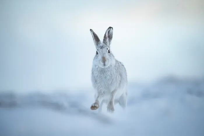 Framed Print : Mountain hare (Lepus timidus) in winter coat, running over snow,  Cairngorms National Park, Scotland, UK. February