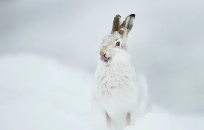 Framed Print : Mountain hare (Lepus timidus) in winter coat, licking its nose, Cairngorms National Park, Scotland, UK. February Framed Print : Mountain hare (Lepus timidus) in winter coat, licking its nose, Cairngorms National Park, Scotland, UK. February