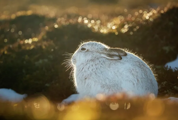Framed Print : Mountain hare (Lepus timidus) in winter coat, sitting on moorland backlit by evening sunlight, Cairngorms National Park, Scotland, UK. February Framed Print : Mountain hare (Lepus timidus) in winter coat, sitting on moorland backlit by evening sunlight, Cairngorms National Park, Scotland, UK. February