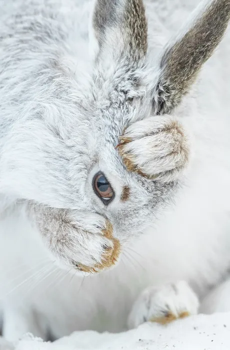 Framed Print : Mountain hare (Lepus timidus) in winter coat, grooming, Cairngorms National Park, Scotland, UK. February