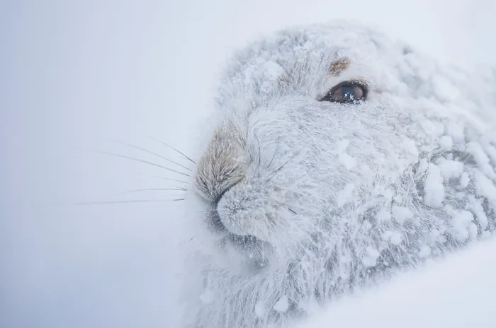 Framed Print : Mountain hare (Lepus timidus) in winter coat, covered in snow resting in snow hole on mountainside, Cairngorms National Park, Scotland, UK. February Framed Print : Mountain hare (Lepus timidus) in winter coat, covered in snow resting in snow hole on mountainside, Cairngorms National Park, Scotland, UK. February