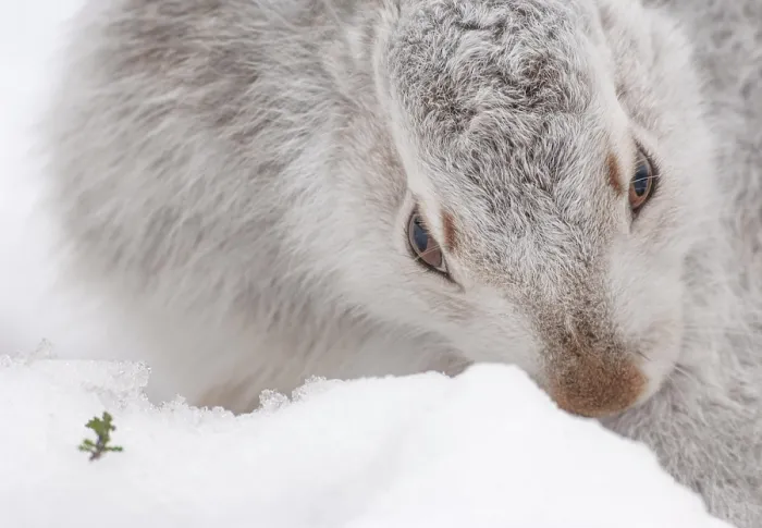 Framed Print : Mountain hare (Lepus timidus) in winter coat, portrait, Cairngorms National Park, Scotland, UK. January Framed Print : Mountain hare (Lepus timidus) in winter coat, portrait, Cairngorms National Park, Scotland, UK. January