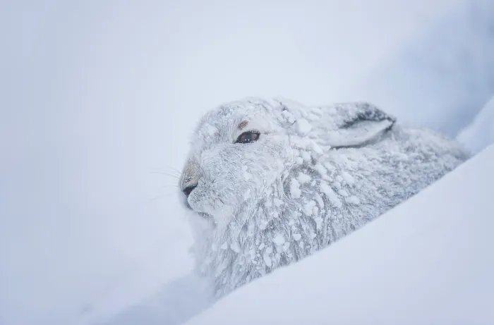 Framed Print : Mountain hare (Lepus timidus) in winter coat, covered in snow resting in snow hole on mountainside, Cairngorms National Park, Scotland, UK. March Framed Print : Mountain hare (Lepus timidus) in winter coat, covered in snow resting in snow hole on mountainside, Cairngorms National Park, Scotland, UK. March