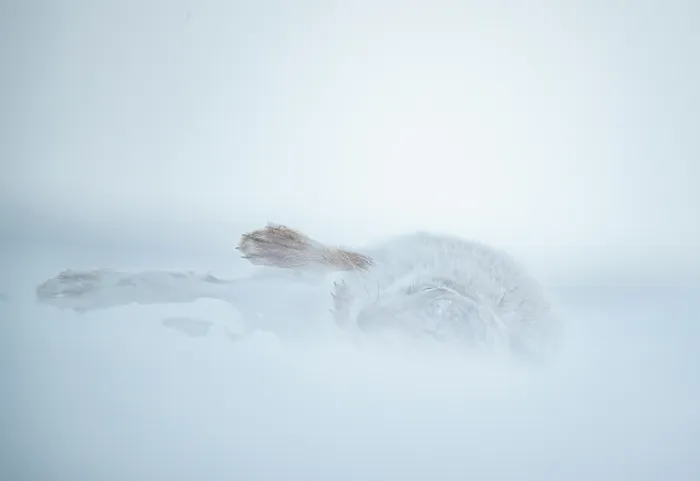 Framed Print : Mountain hare (Lepus timidus) in winter coat, rolling in snow to dry its fur after a snowstorm, Cairngorms National Park, Scotland, UK. February Framed Print : Mountain hare (Lepus timidus) in winter coat, rolling in snow to dry its fur after a snowstorm, Cairngorms National Park, Scotland, UK. February