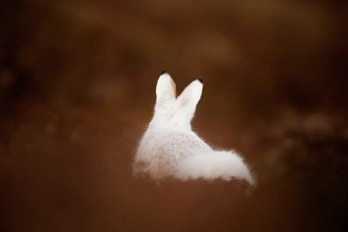 Framed Print : Mountain hare (Lepus timidus) in winter coat, sitting on heather moorland, Cairngorms National Park, Scotland, UK. January