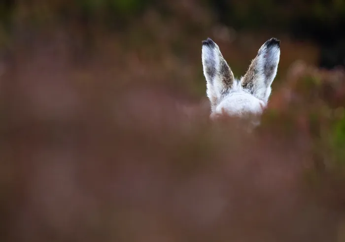 Framed Print : Mountain hare (Lepus timidus) in winter coat, sitting alert on heather moorland, Cairngorms National Park, Scotland, UK. February