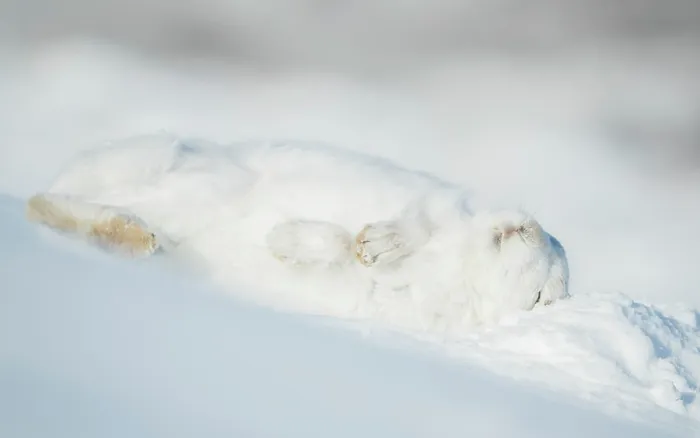 Framed Print : Mountain hare (Lepus timidus) in winter coat, rolling in snow to dry its fur after a snowstorm, Cairngorms National Park, Scotland, UK. February Framed Print : Mountain hare (Lepus timidus) in winter coat, rolling in snow to dry its fur after a snowstorm, Cairngorms National Park, Scotland, UK. February