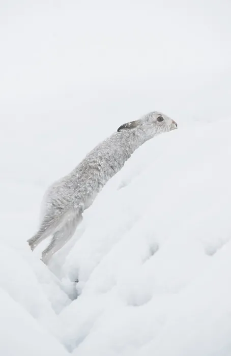 Framed Print : Mountain hare (Lepus timidus) in winter coat, climbing out of a snow-covered ditch high in mountains, Cairngorms National Park, Scotland, UK. February Framed Print : Mountain hare (Lepus timidus) in winter coat, climbing out of a snow-covered ditch high in mountains, Cairngorms National Park, Scotland, UK. February