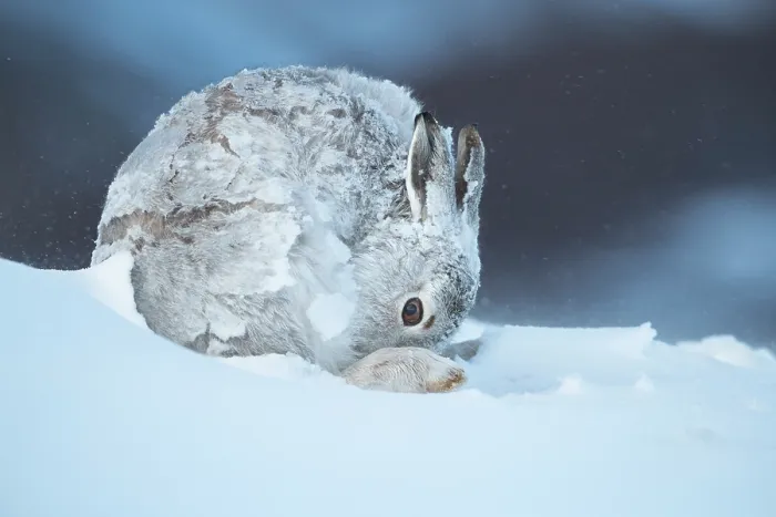 Framed Print : Mountain hare (Lepus timidus) in winter coat, grooming after a heavy snowstorm, Cairngorms National Park, Scotland, UK. February Framed Print : Mountain hare (Lepus timidus) in winter coat, grooming after a heavy snowstorm, Cairngorms National Park, Scotland, UK. February