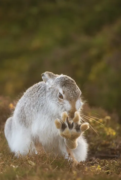 Framed Print : Mountain hare (Lepus timidus) in winter coat, grooming on heather moorland, Cairngorms National Park, Scotland, UK. February Framed Print : Mountain hare (Lepus timidus) in winter coat, grooming on heather moorland, Cairngorms National Park, Scotland, UK. February