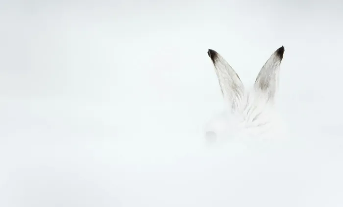 Framed Print : Mountain hare (Lepus timidus) in winter coat, with ears just visible behind a bank of snow, Cairngorms National Park, Scotland, UK. February