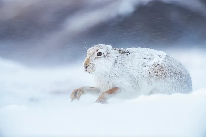 Framed Print : Mountain hare (Lepus timidus) in winter coat, digging in snow to find food, Cairngorms National Park, Scotland, UK. February Framed Print : Mountain hare (Lepus timidus) in winter coat, digging in snow to find food, Cairngorms National Park, Scotland, UK. February
