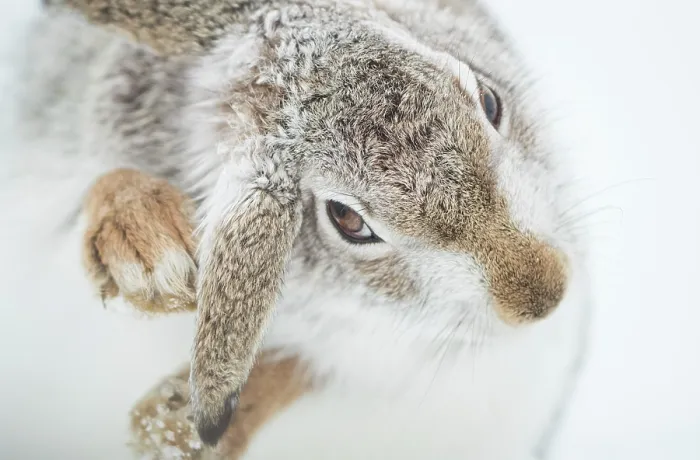Framed Print : Mountain hare (Lepus timidus) in winter coat, grooming, Cairngorms National Park, Scotland, UK. February