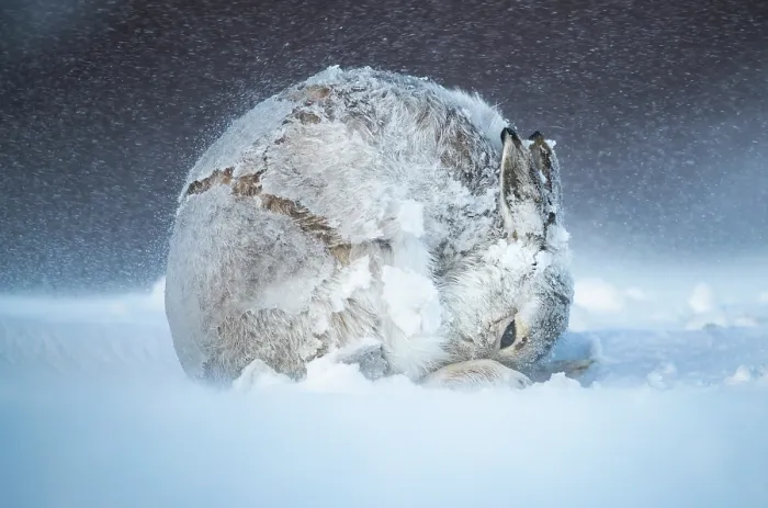 Framed Print : Mountain hare (Lepus timidus) in winter coat, grooming after a heavy snowstorm, Cairngorms National Park, Scotland, UK. February Framed Print : Mountain hare (Lepus timidus) in winter coat, grooming after a heavy snowstorm, Cairngorms National Park, Scotland, UK. February