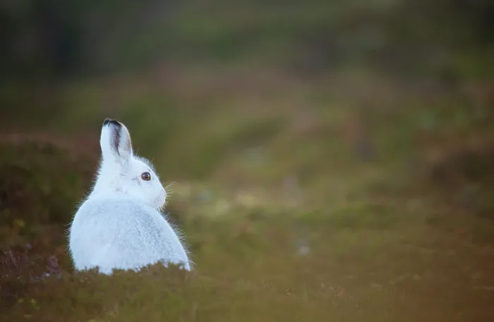 Framed Print : Mountain hare (Lepus timidus) in winter coat, sitting alert on heather moorland, Cairngorms National Park, Scotland, UK. January Framed Print : Mountain hare (Lepus timidus) in winter coat, sitting alert on heather moorland, Cairngorms National Park, Scotland, UK. January