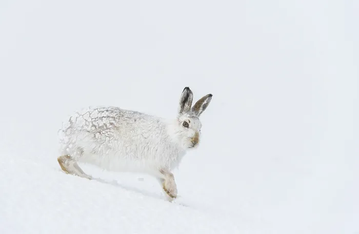 Framed Print : Mountain hare (Lepus timidus) in winter coat, standing on ice field, Cairngorms National Park, Scotland, UK. March Framed Print : Mountain hare (Lepus timidus) in winter coat, standing on ice field, Cairngorms National Park, Scotland, UK. March