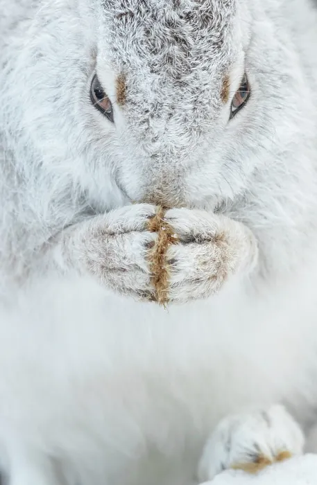 Framed Print : Mountain hare (Lepus timidus) in winter coat, grooming, Cairngorms National Park, Scotland, UK. February