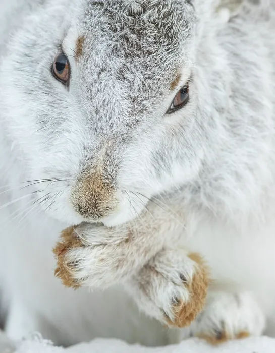 Framed Print : Mountain hare (Lepus timidus) in winter coat, grooming, Cairngorms National Park, Scotland, UK. February Framed Print : Mountain hare (Lepus timidus) in winter coat, grooming, Cairngorms National Park, Scotland, UK. February
