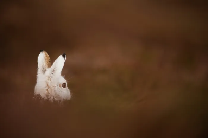 Framed Print : Mountain hare (Lepus timidus) in winter coat, sitting alert on heather moorland, Cairngorms National Park, Scotland, UK. January