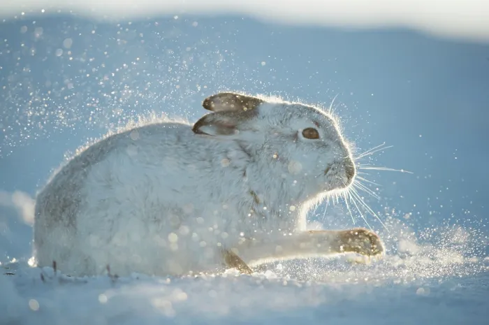 Framed Print : Mountain hare (Lepus timidus) in winter coat, digging in snow to find food, backlit by evening sunlight, Cairngorms National Park, Scotland, UK. February Framed Print : Mountain hare (Lepus timidus) in winter coat, digging in snow to find food, backlit by evening sunlight, Cairngorms National Park, Scotland, UK. February