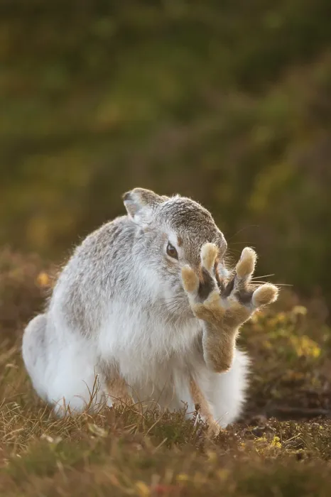 Framed Print : Mountain hare (Lepus timidus) in winter coat, grooming on heather moorland, Cairngorms National Park, Scotland, UK. February Framed Print : Mountain hare (Lepus timidus) in winter coat, grooming on heather moorland, Cairngorms National Park, Scotland, UK. February