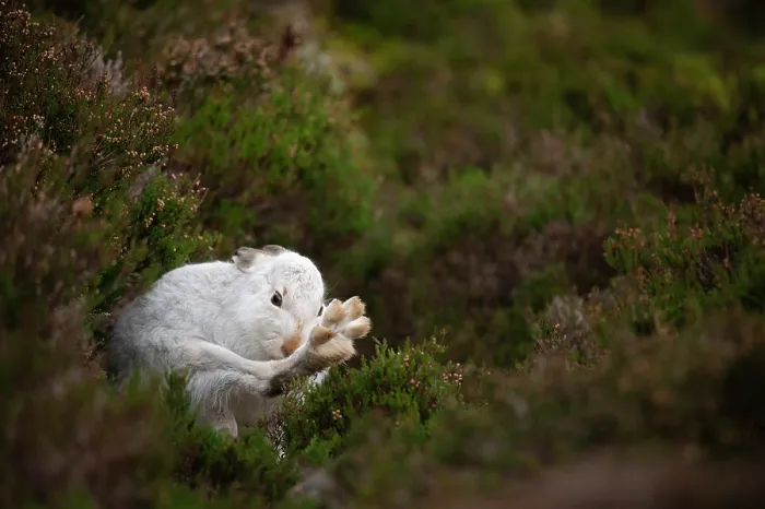 Framed Print : Mountain hare (Lepus timidus) in winter coat, grooming on heather moorland, Cairngorms National Park, Scotland, UK. January Framed Print : Mountain hare (Lepus timidus) in winter coat, grooming on heather moorland, Cairngorms National Park, Scotland, UK. January
