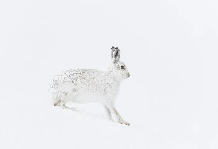Framed Print : Mountain hare (Lepus timidus) in winter coat, encrusted in snow and ice, standing on ice field in mountains, Cairngorms National Park, Scotland, UK. March Framed Print : Mountain hare (Lepus timidus) in winter coat, encrusted in snow and ice, standing on ice field in mountains, Cairngorms National Park, Scotland, UK. March