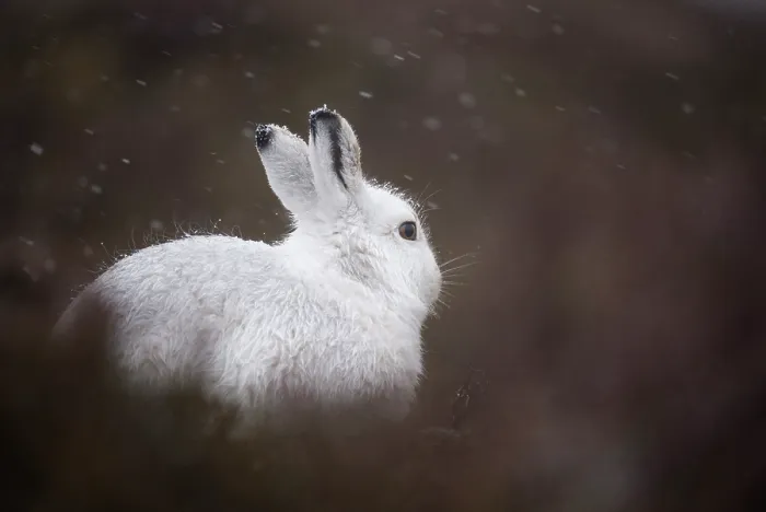 Framed Print : Mountain hare (Lepus timidus) in winter coat, sitting on heather moorland in the rain, Cairngorms National Park, Scotland, UK. January Framed Print : Mountain hare (Lepus timidus) in winter coat, sitting on heather moorland in the rain, Cairngorms National Park, Scotland, UK. January