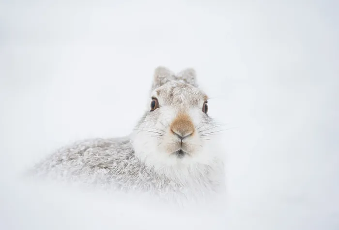 Framed Print : Mountain hare (Lepus timidus) in winter coat, resting in snow hole high in the mountains, Cairngorms National Park, Scotland, UK. February Framed Print : Mountain hare (Lepus timidus) in winter coat, resting in snow hole high in the mountains, Cairngorms National Park, Scotland, UK. February