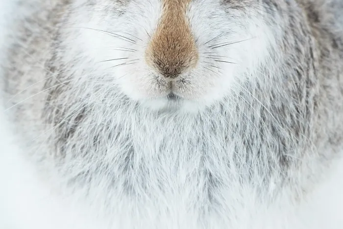 Framed Print : Mountain hare (Lepus timidus) in winter coat, nose and fur detail portrait, Cairngorms National Park, Scotland, UK. February