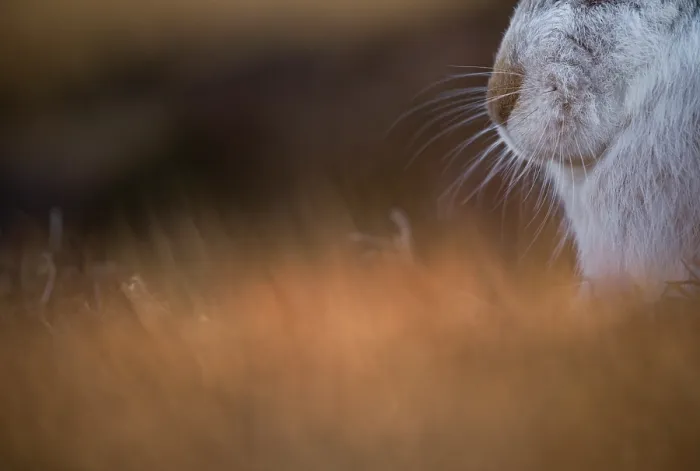 Framed Print : Mountain hare (Lepus timidus) in winter coat, nose detail portrait, Cairngorms National Park, Scotland, UK. March Framed Print : Mountain hare (Lepus timidus) in winter coat, nose detail portrait, Cairngorms National Park, Scotland, UK. March