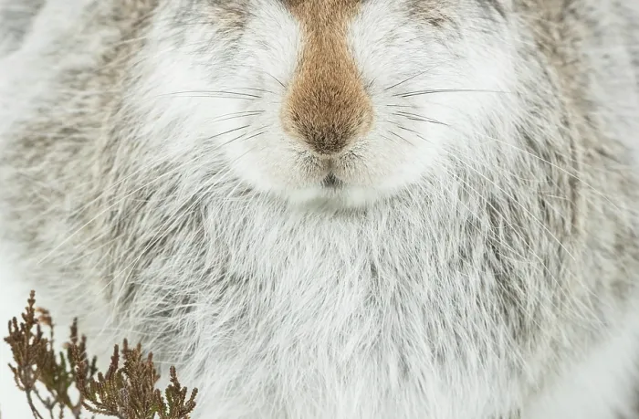 Framed Print : Mountain hare (Lepus timidus) in winter coat, nose and fur detail portrait, Cairngorms National Park, Scotland, UK. February