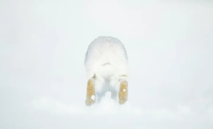 Framed Print : Mountain hare (Lepus timidus) in winter coat, running over snow, Cairngorms National Park, Scotland, UK. February Framed Print : Mountain hare (Lepus timidus) in winter coat, running over snow, Cairngorms National Park, Scotland, UK. February
