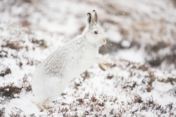 Framed Print : Mountain hare (Lepus timidus) in winter coat, standing on hind legs shaking snow from its paws, Cairngorms National Park, Scotland, UK. February Framed Print : Mountain hare (Lepus timidus) in winter coat, standing on hind legs shaking snow from its paws, Cairngorms National Park, Scotland, UK. February
