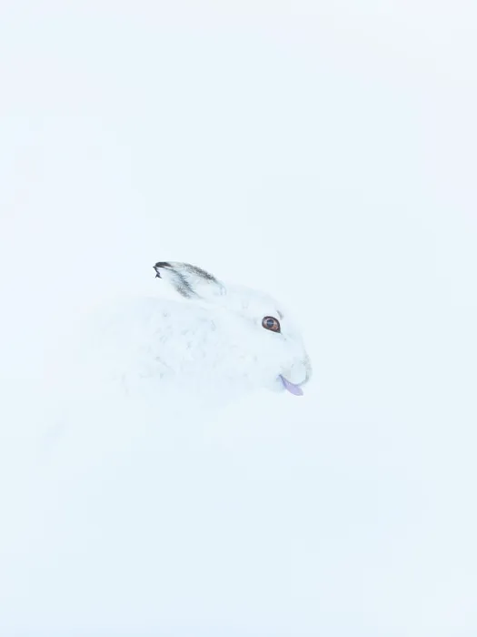 Framed Print : Mountain hare (Lepus timidus) in winter coat, sitting in snow, poking tongue out while grooming, Cairngorms National Park, Scotland, UK. February Framed Print : Mountain hare (Lepus timidus) in winter coat, sitting in snow, poking tongue out while grooming, Cairngorms National Park, Scotland, UK. February